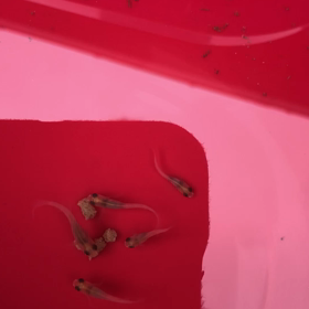 パクパクの画像