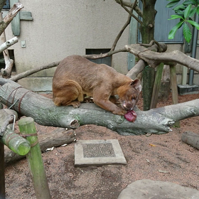 発作？ワ～イルドラ～イフ∟(￣(工)￣)ノ！の画像