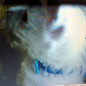 うちの子記念日 動画編の画像