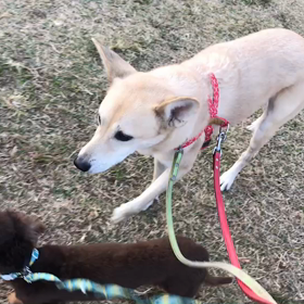 ♪お散歩動画♪代々木公園♪の画像