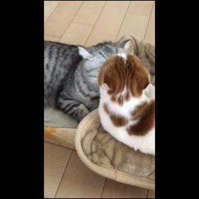 甘えん坊の画像