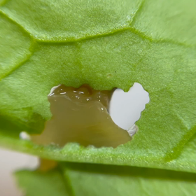 カタツムリ359日目の画像