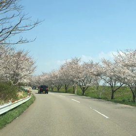 桜街道の画像