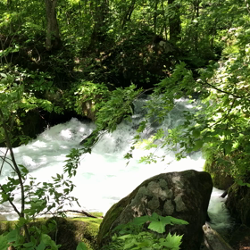 奥入瀬 新緑の画像