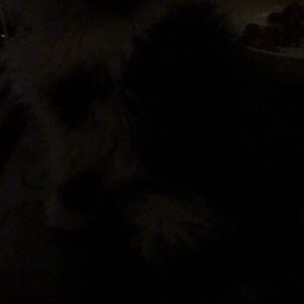 ゴマちゃんの近況 5月18日 22時30分の画像