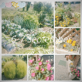 お花達の共演の画像