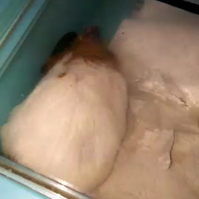 今日は犬の日、ハムちゃんビデオ頭隠してオチリ隠れず。もう１つビデオ。の画像