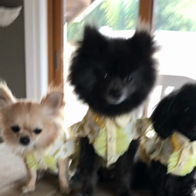 動画でおはわんの画像