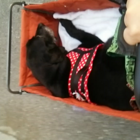 ベル爺のお散歩♪の画像