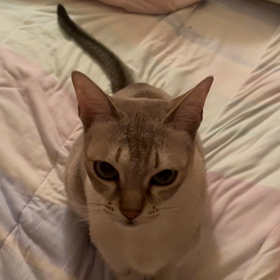 全集中ぬこの呼吸の画像