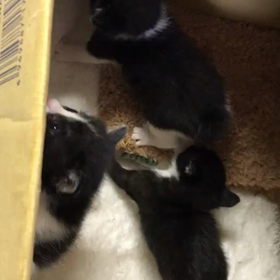 絶叫！桜愛ちゃん❤️ねこのしっぽの画像