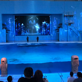 イルカショーの動画がちゃんと見れないので…の画像