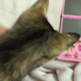 今朝の琥珀さんの画像