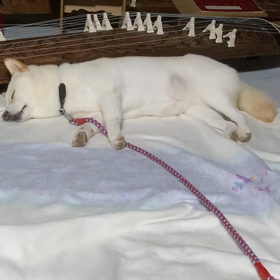 琴弾き，ウメの画像