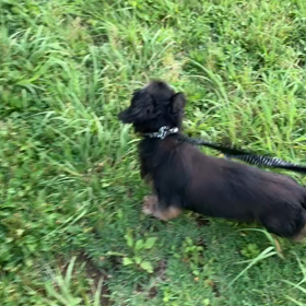 6月28日11わんこと1時間遠足  代々木公園の画像