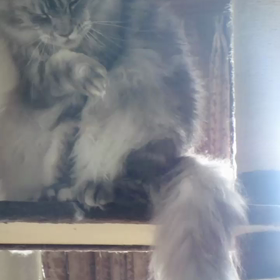 精霊の守り人の画像