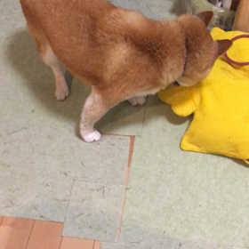 不満げ。の画像