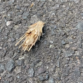 生きとし生けるものの画像