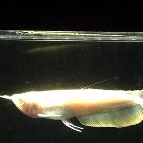 八代妙見祭の画像