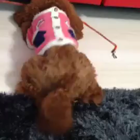 ぼーるとってー（；＿；）の画像