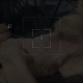 愛犬ちゃん❌ペッタムダンス　クセがすごいクセになる！の画像