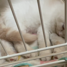 〇〇〇にまみれて癒された❤️の画像