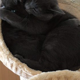 仲良すぎ(♡´▽`♡)の画像