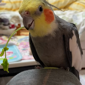 豆苗を無理矢理くちばしに持って来られて怒るベッキーの動画の画像