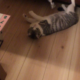 今夜は入れ食いですな〜( ´Д`)y━･~~の画像