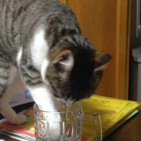 ぐっちゃんのお水の飲み方♡の画像