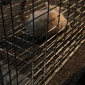 続、2匹捕獲！の画像