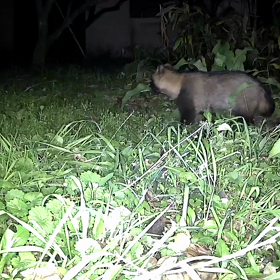 すぎぴたんの事件簿シーズン3　73話（光に慣れてきたタヌキ）の画像