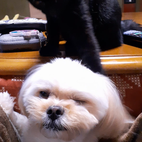 ちょっと前になります  がの画像