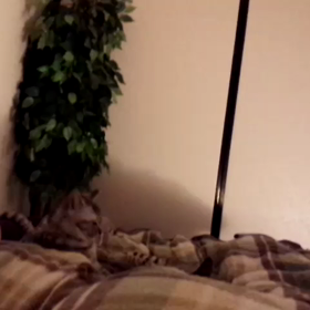 真夜中３時猫プロレス開始の画像