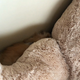 うっ…か…可愛い…の画像