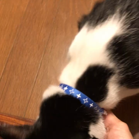 ノアくん(旧名 蘭太郎)くんの画像