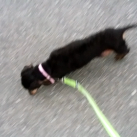 お散歩！の画像