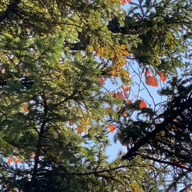 癒やしの森散歩の画像