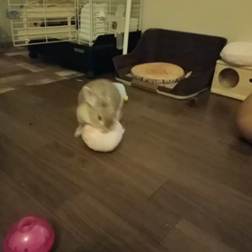 えあちゃんはひとり遊びの画像