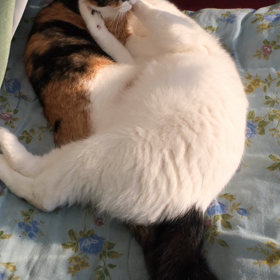 寝ぼけの攻防の画像