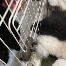 おnewピッピの画像