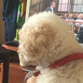 トイプードル寧々のつぶやきの画像