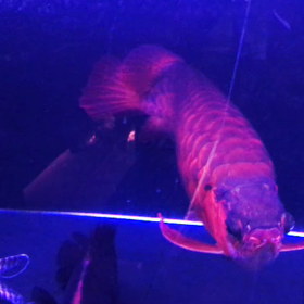 餌やり動画！の画像