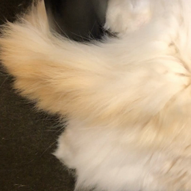 後ろ足キックはきっと痛いの画像