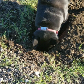 ”どろんこ” ビデオです。の画像