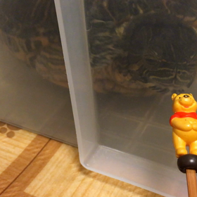 時は亀なりの画像