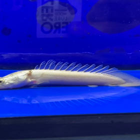 超激レアで神秘的なプラチナビキールラプラディ入荷！！の画像