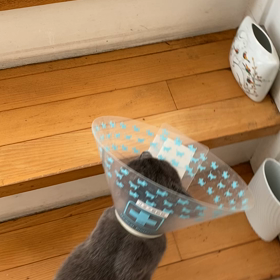 エリザベスカラー付けたジュニアの動画の画像