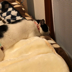 寝姿…おやすみなさいにゃの画像