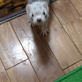 お魚初心者の水槽選び✨水槽の種類についての画像